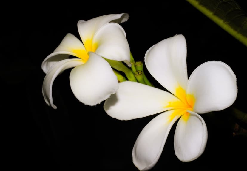 White plumeria flowers featuring soft petals and golden centers displayed against a deep black void background.