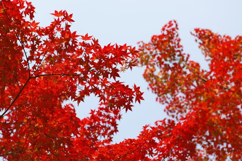 Red maple leaves with jagged edges hang from a branch against a clear, light blue sky during the autumn season.