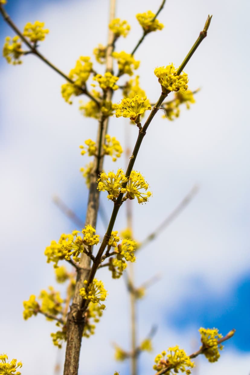 Bright yellow witch hazel blossoms on thin branches under a soft blue sky with faint white clouds.