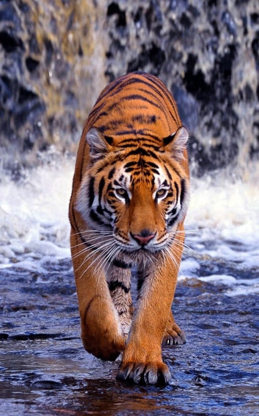 Bengal tiger with orange stripes walks through a shallow river in front of a cascading jungle waterfall.