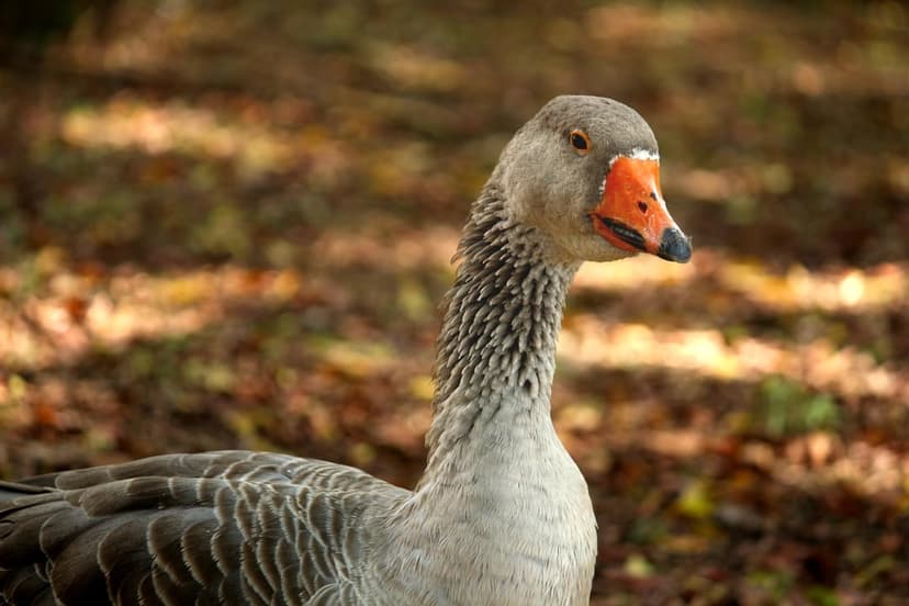 Greylag goose with an orange beak stands in a sunlit autumn forest with soft feathers and blurred fallen leaves.