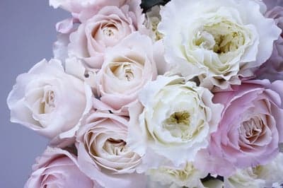 Soft Pink and White Roses Floral Arrangement