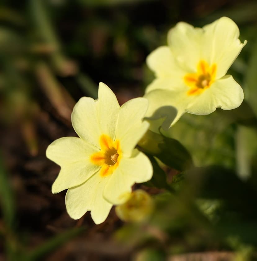 Two yellow primrose flowers with orange centers unfurl under bright sunlight against a blurred green background.