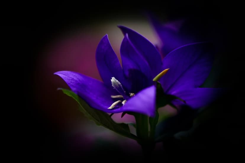 Purple bell flower with white stamen and soft petals against a dark, blurred pink and violet background.