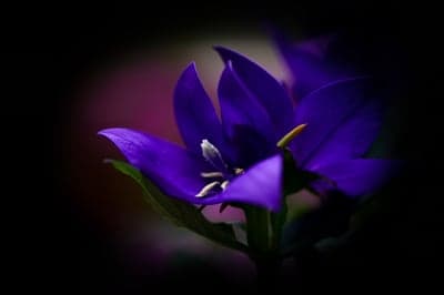 Deep Purple Bell Flower Macro Botanical Phone Backdrop