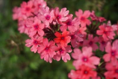 Pink Verbena Floral Macro Background for Tablet and Phone
