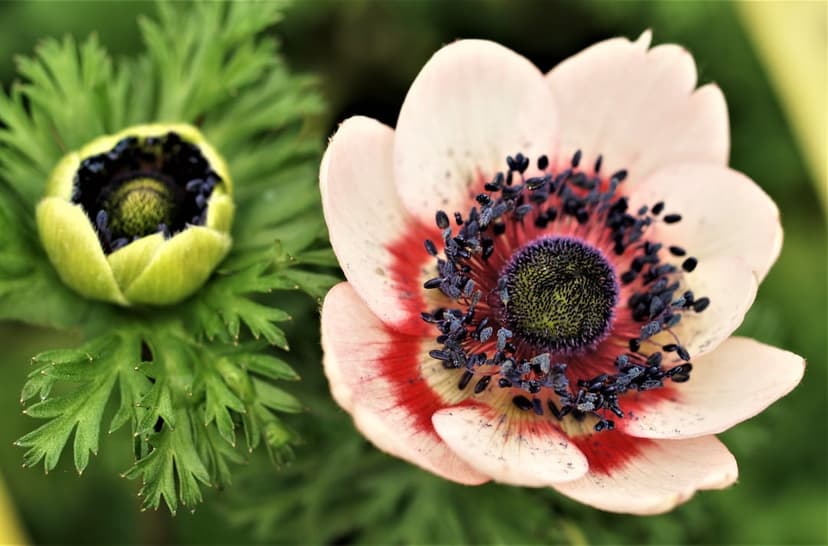 Pink anemone flower with a red ring and dark blue center blooms beside a green bud in a lush garden setting.
