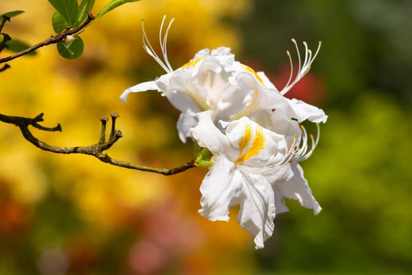 White azalea petals with yellow streaks bloom in a soft-focus macro shot against a blurred green background.