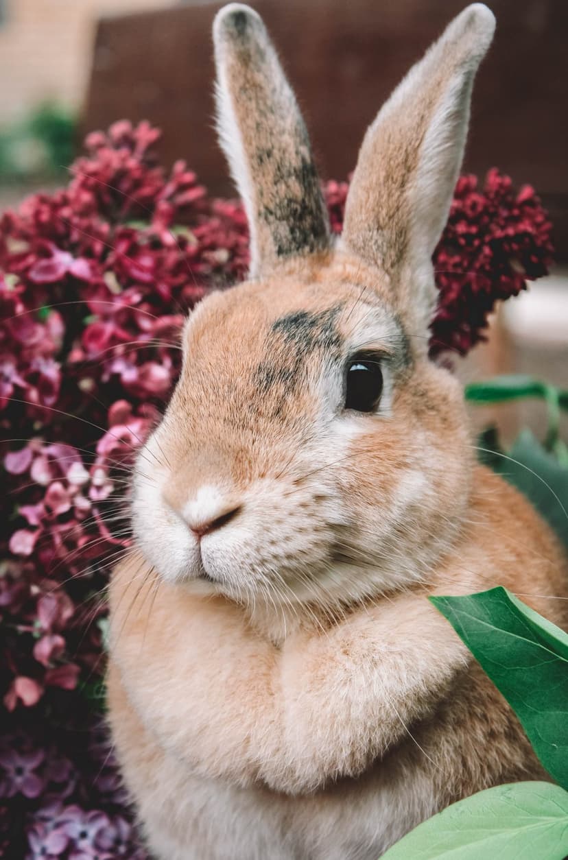Brown and white rabbit with long ears sits among pink flowers and green leaves in a close-up garden portrait.