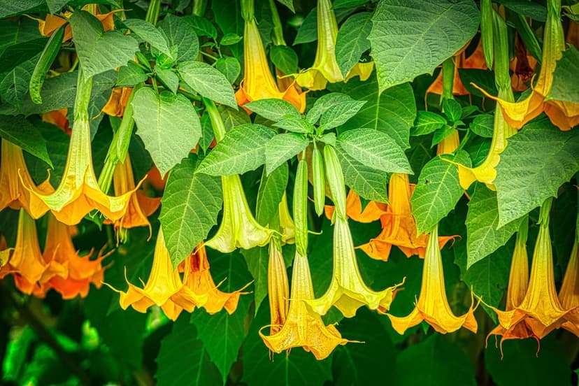 Yellow and orange Angel's Trumpet flowers hang downward amidst lush green leaves under soft, diffused lighting.