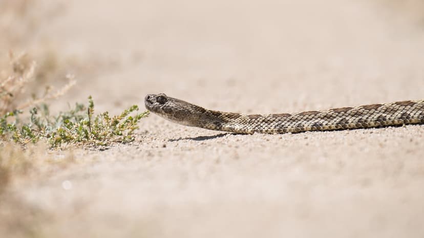 Rattlesnake with textured scales slithering on dry sandy ground past sparse desert shrubs under bright sunlight.