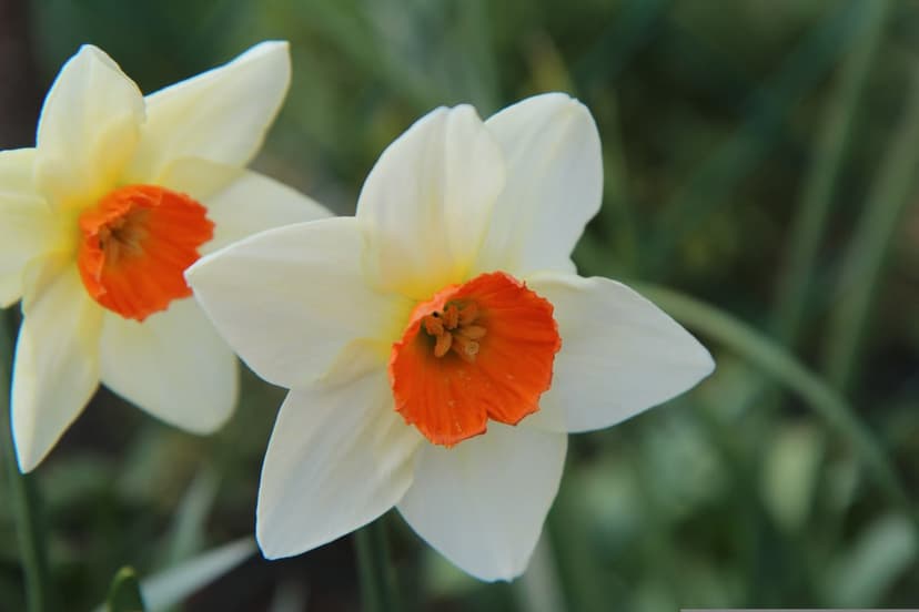 White narcissus flowers with bright orange coronas bloom against a soft green bokeh background in a garden.