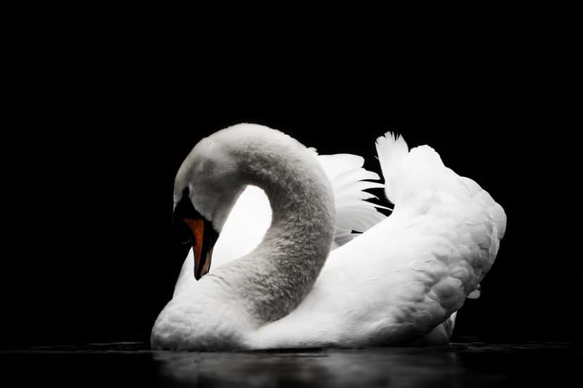White swan with a curved neck floating on dark reflective water creating a high-contrast minimalist scene.