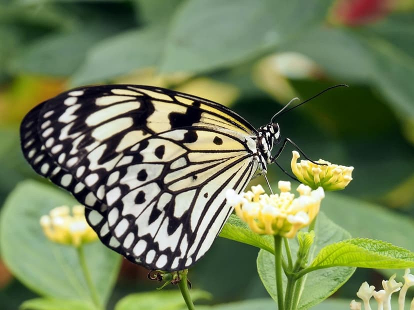 Black and white butterfly perched on yellow flower petals with a soft green blurred background in macro detail.