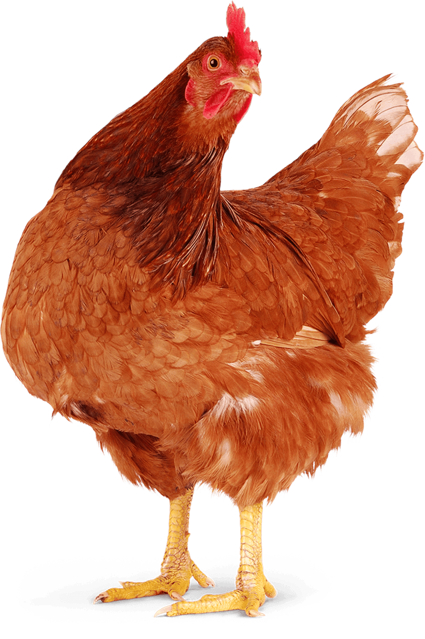 Chicken hen and rooster trio stands in profile featuring detailed plumage and red combs on a transparent backdrop.