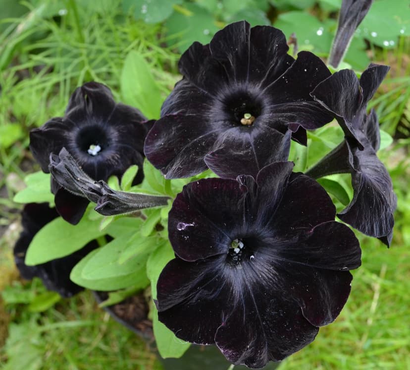 Black petunia flowers with velvety texture bloom amidst green leaves in a moody vertical macro photography shot.
