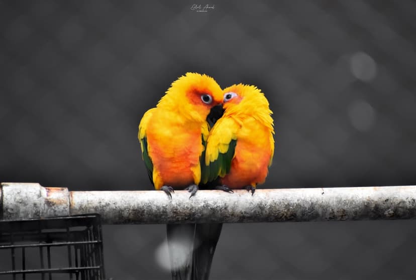 Sun conure parrots with orange and yellow feathers touch beaks while perched on a branch against a grey background.