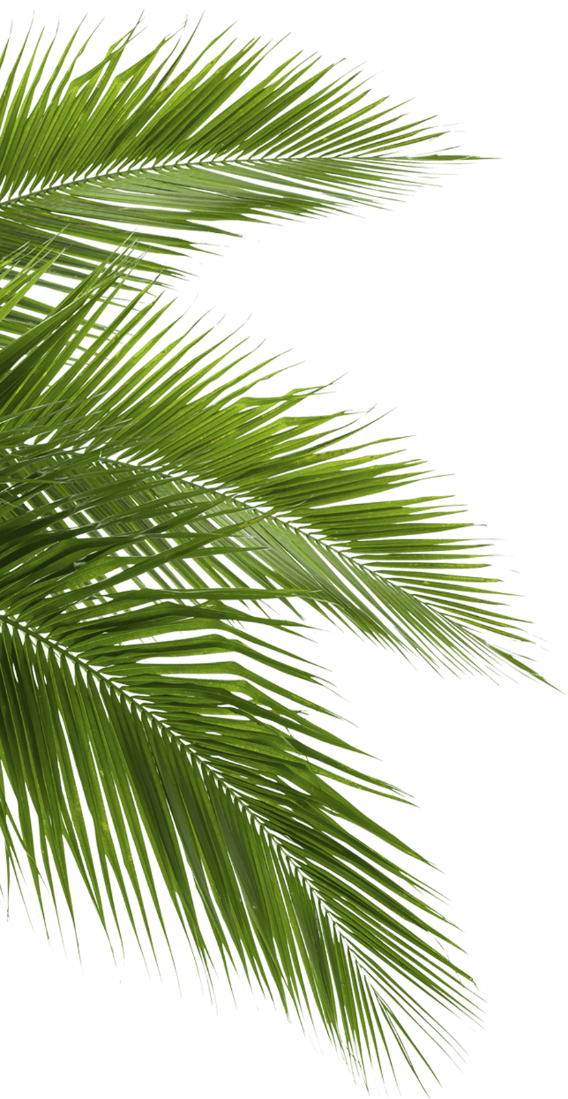 Coconut Arecaceae leaf fronds display vibrant green foliage attached to a contrasting blue stem and branch.