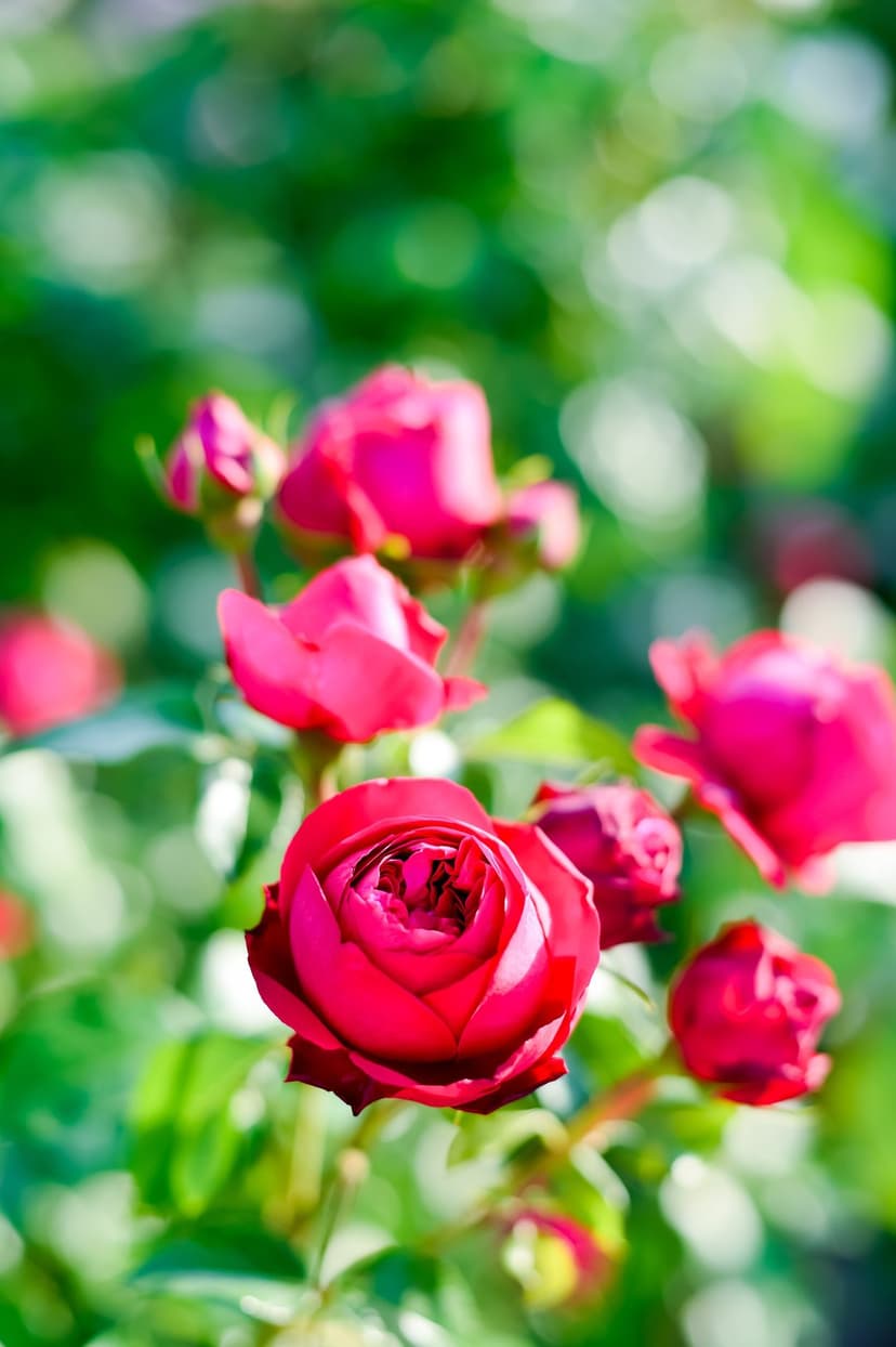 Pink rose petals in soft focus sunlight glow against a blurry green garden backdrop with golden bokeh.