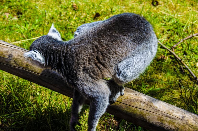 Ring-tailed lemur with a striped tail scales a weathered log in a grassy field under dappled sunlight.