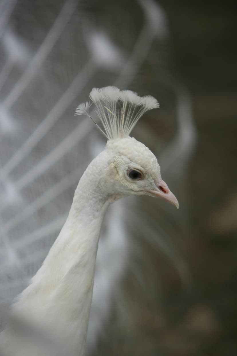 White peacock head with a delicate feather crest and a dark eye stands against a blurred white background.