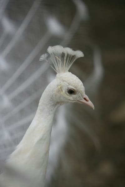 Close-up of a majestic white peacock's head and neck