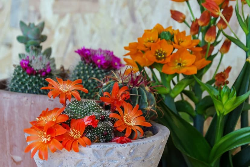 Potted cacti with pink flowers and orange Star-of-Bethlehem blooms form a vibrant botanical mobile theme.