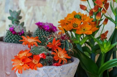 Vibrant Cacti and Orange Star-of-Bethlehem Blooms