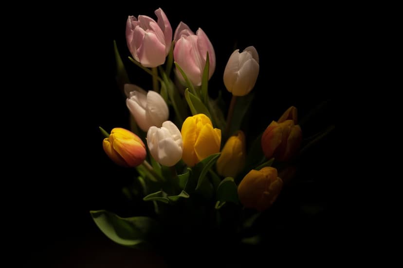Pastel pink, yellow, and white tulips bundled together against a solid black background with dramatic lighting.