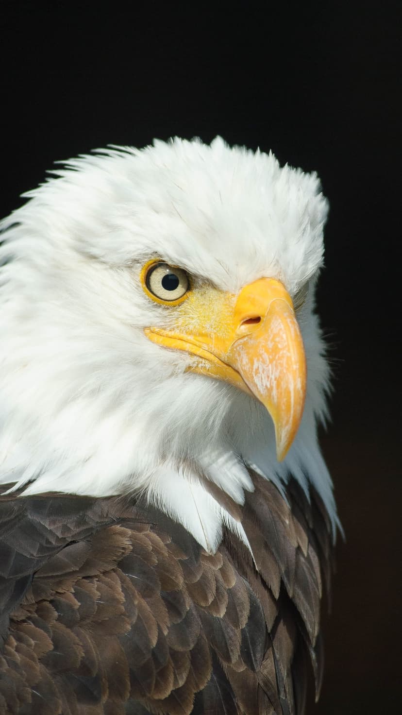 Bald eagle with a sharp yellow beak and piercing eye against a dark blurred background in a close-up portrait.