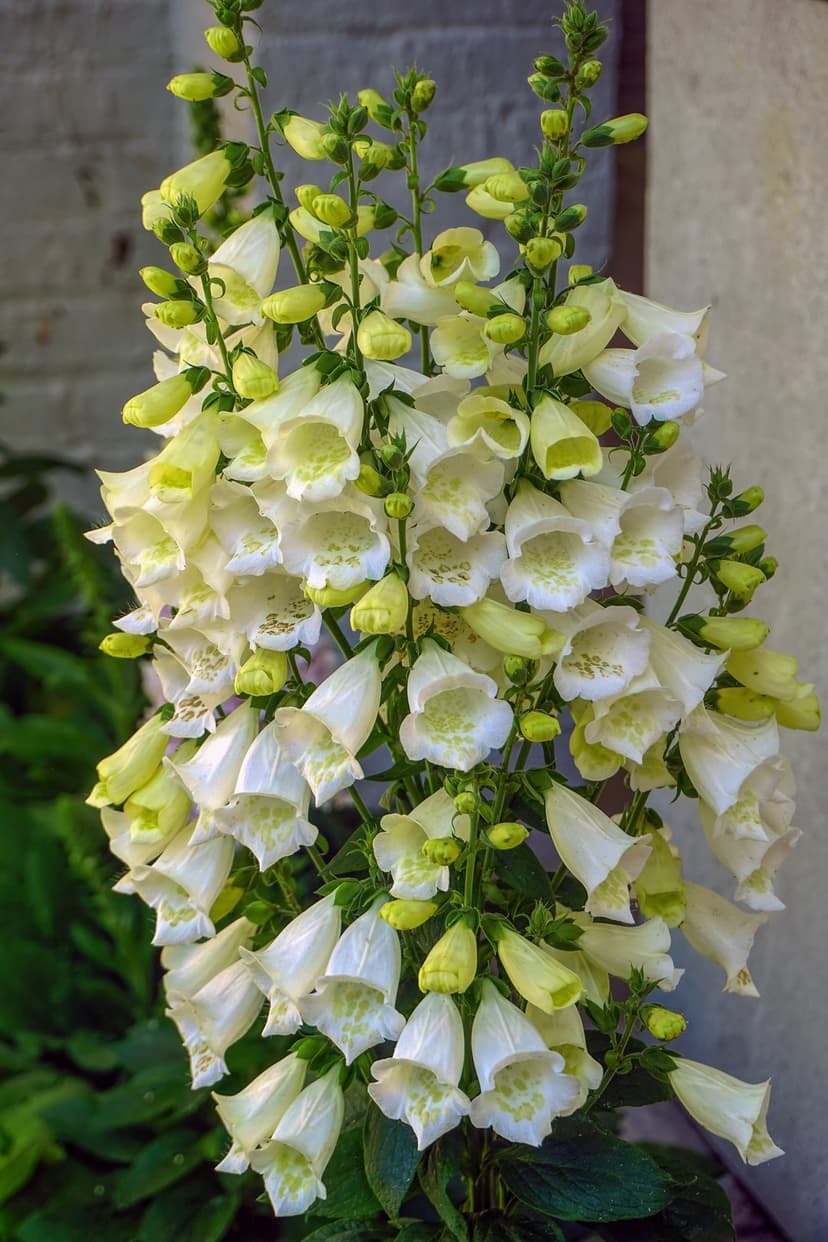 White foxglove flowers with speckled throats hang from a tall green stem against a blurred garden wall background.