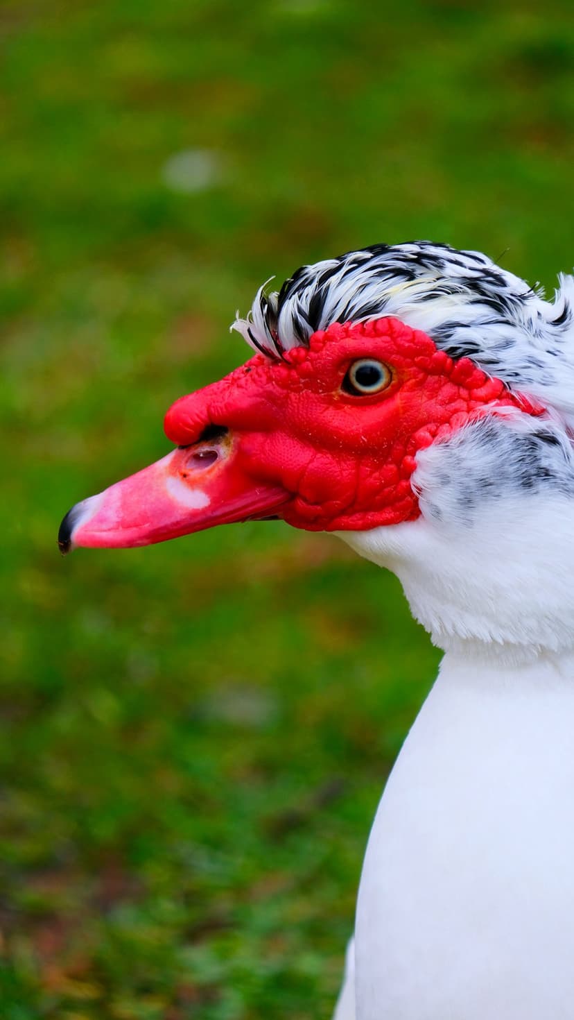 Muscovy duck with red caruncles and a black and white crest rests against a blurred green background in profile.