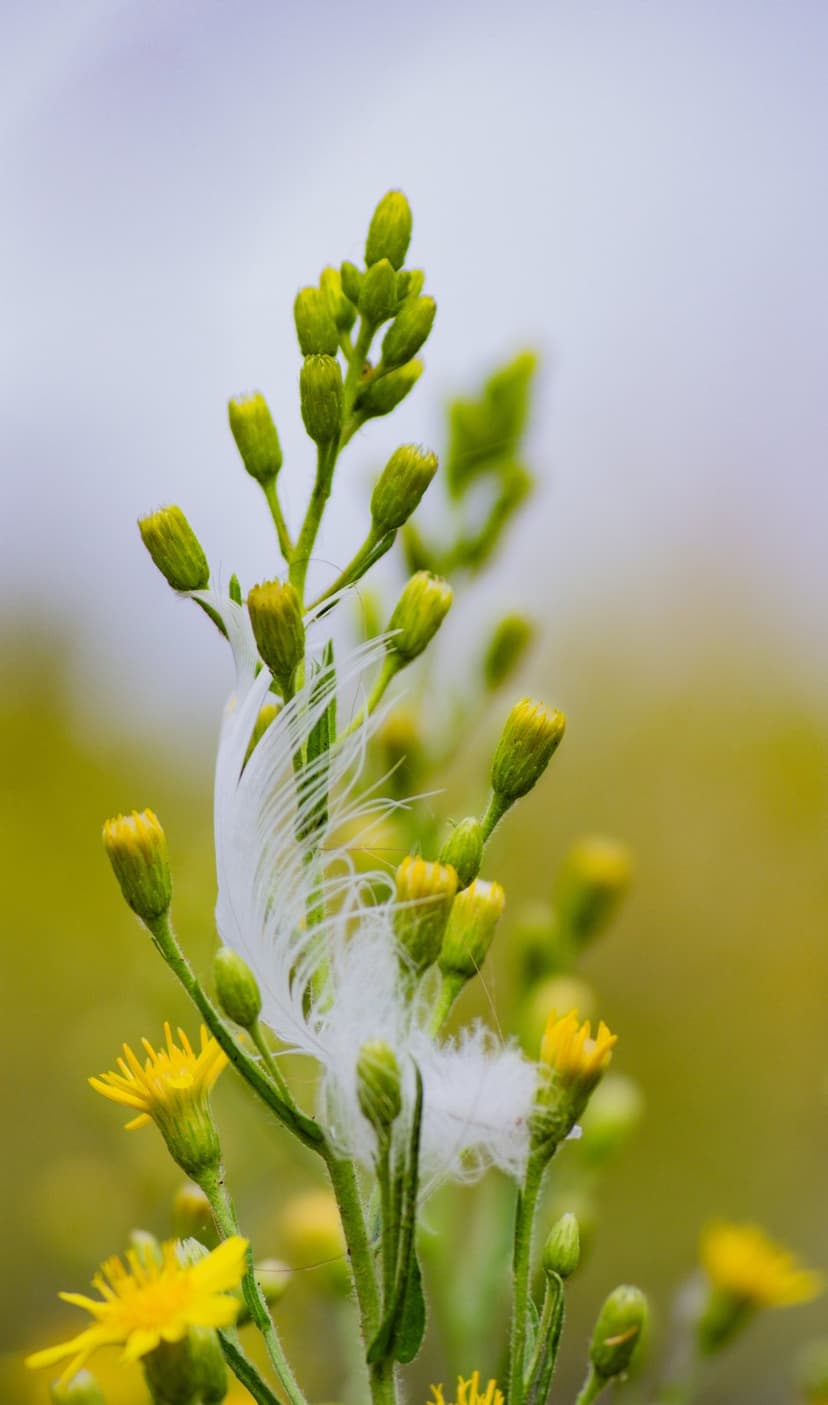 White thistle down seeds tangled with budding yellow wildflowers and green stems against a soft bokeh background.