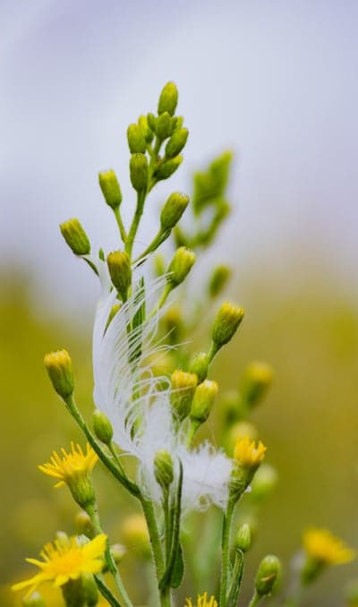 Soft Thistle Down and Yellow Flower Macro Mobile Wallpaper