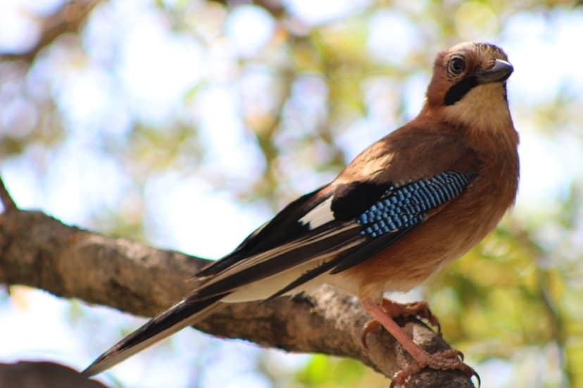 Eurasian Jay bird with blue wing feathers perched on a gnarled branch against a soft green forest background.