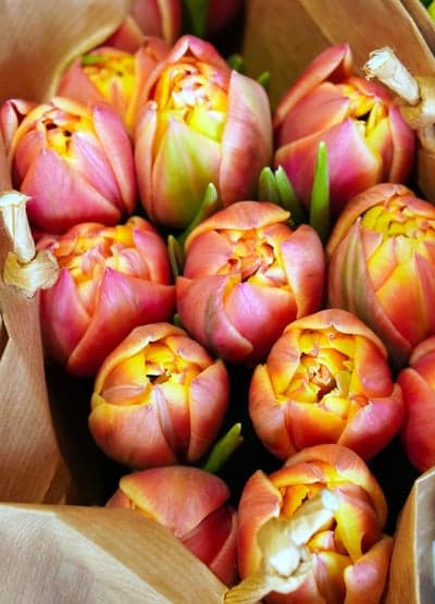 Pink and Yellow Double Tulip Bouquet Mobile Wallpaper