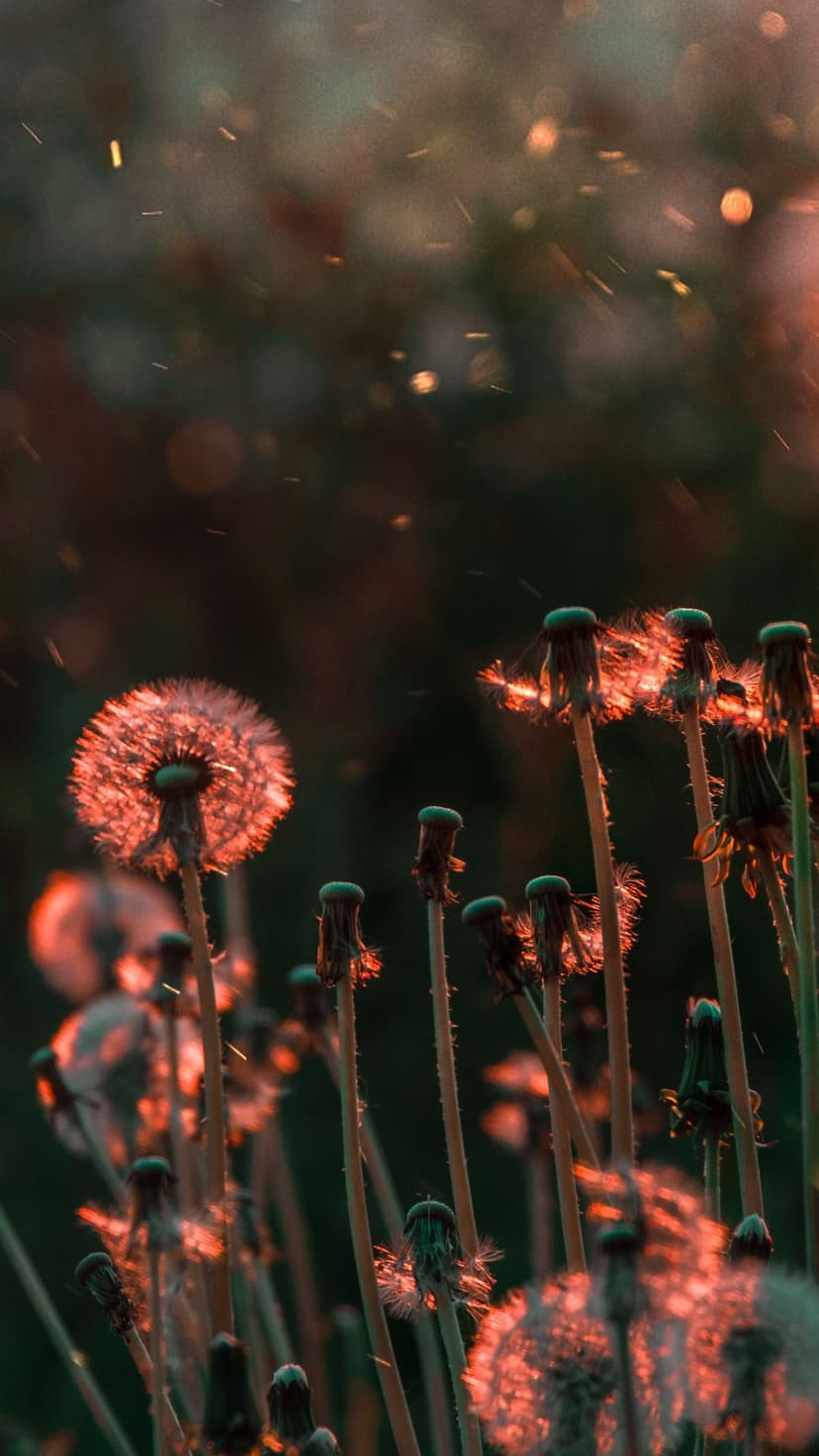 Fluffy dandelion seedheads glow in an orange sunset with sparkling light particles floating in a meadow.