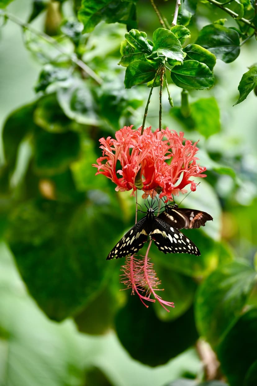 Two black and white butterflies feed on a bright red hibiscus flower surrounded by lush green tropical leaves.