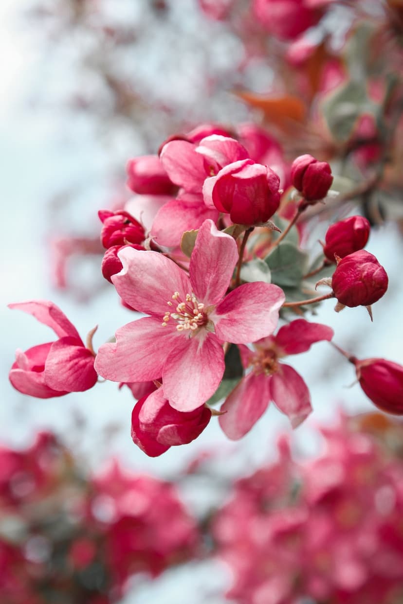 Pink cherry blossoms with delicate petals and yellow stamens against a soft, blurred spring sky background.