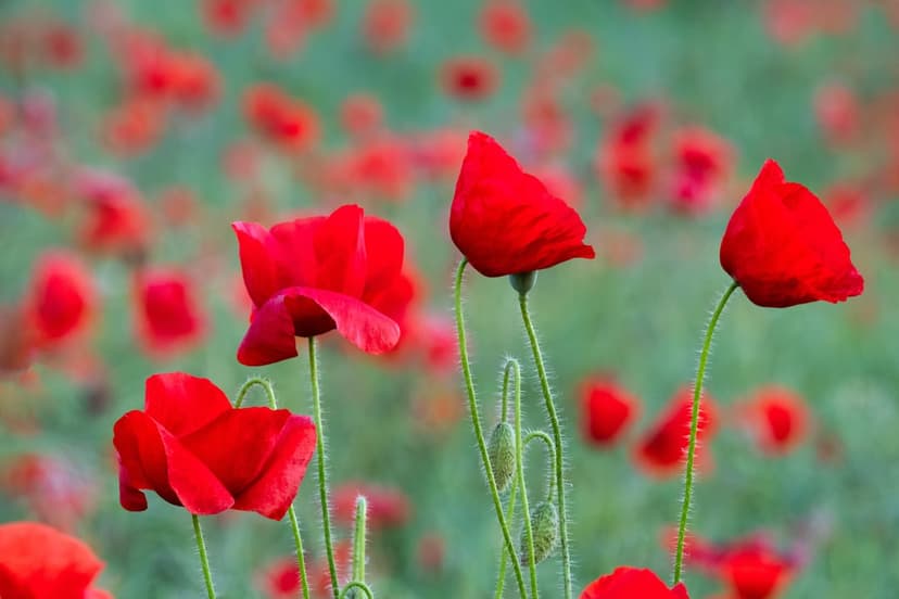 Red poppy flowers with thin stems stand in a blurred green field, featuring delicate petals and natural lighting.