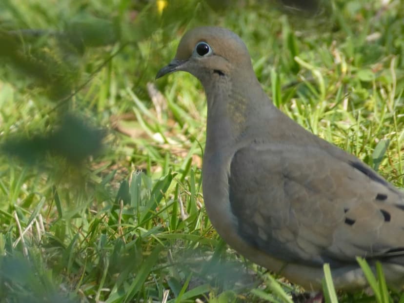 Mourning Dove with soft grey feathers stands in bright green grass under dappled sunlight in a close-up profile.