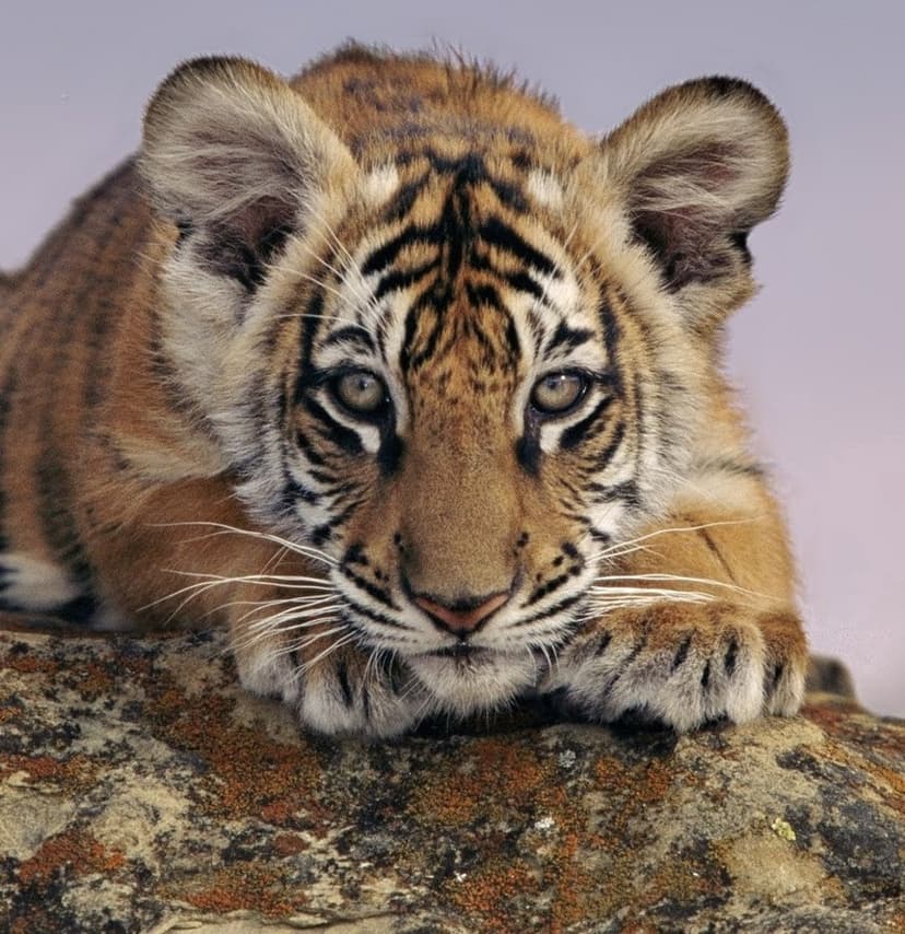 Tiger cub with orange and black stripes resting its head on a mossy rock with its large eyes looking forward.