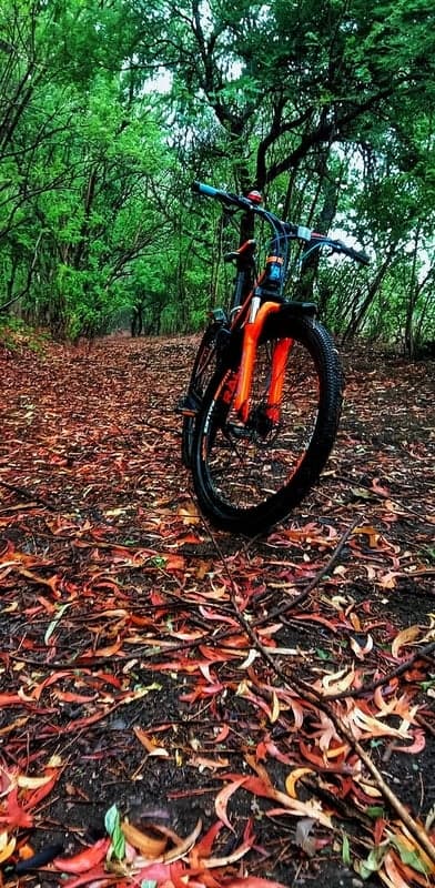 Bicycle on Autumn Forest Path Covered in Leaves