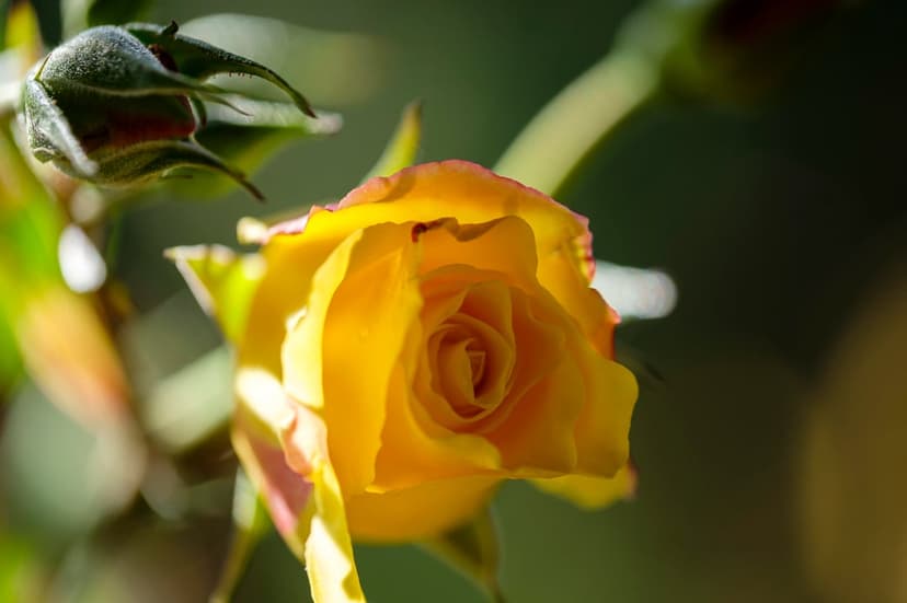 Yellow rose petals and a tight flower bud stand against a soft green background with warm natural light glowing.