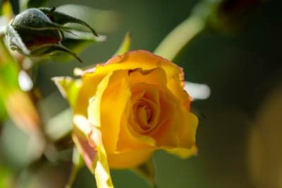 Close-up Yellow Rose Bud and Blooming Flower