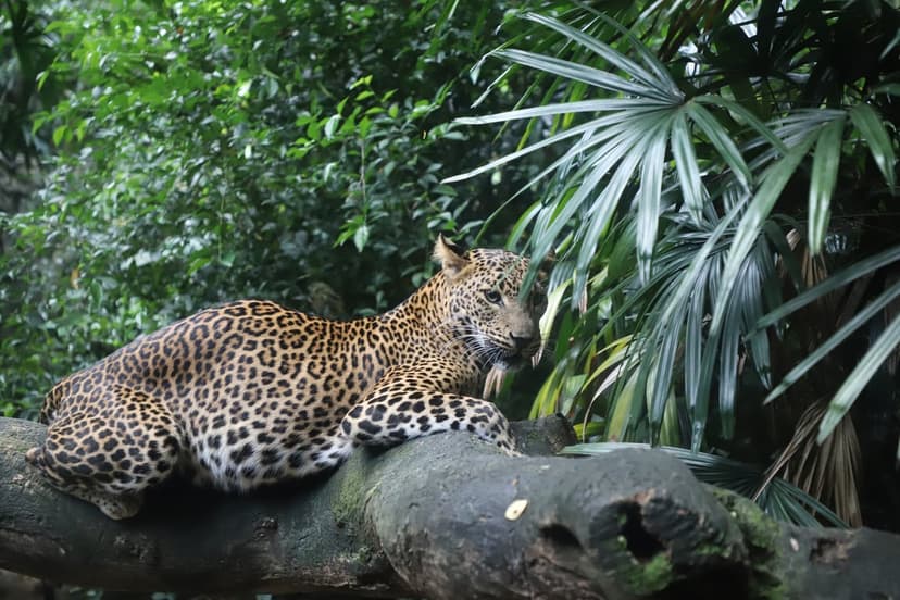 Leopard with spotted fur lies on a tree branch framed by large emerald palm fronds in a tropical rainforest.