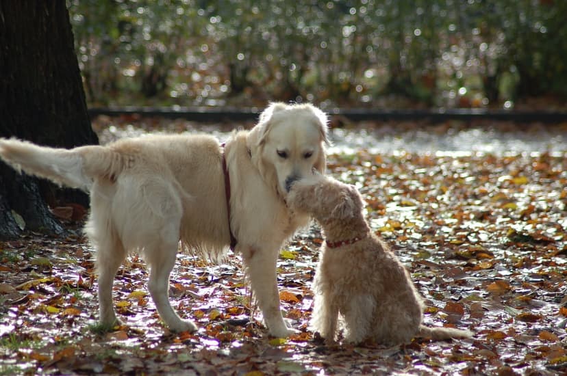Golden Retriever and Poodle touching noses on a ground covered in orange autumn leaves in a sunny park.