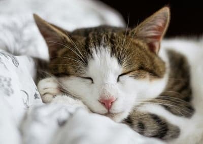 Adorable Tabby Cat Sleeping Peacefully on Bed