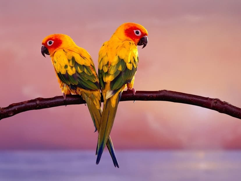 Sun conure parrots with orange and yellow feathers perch on a branch against a pink and purple sunset sky.