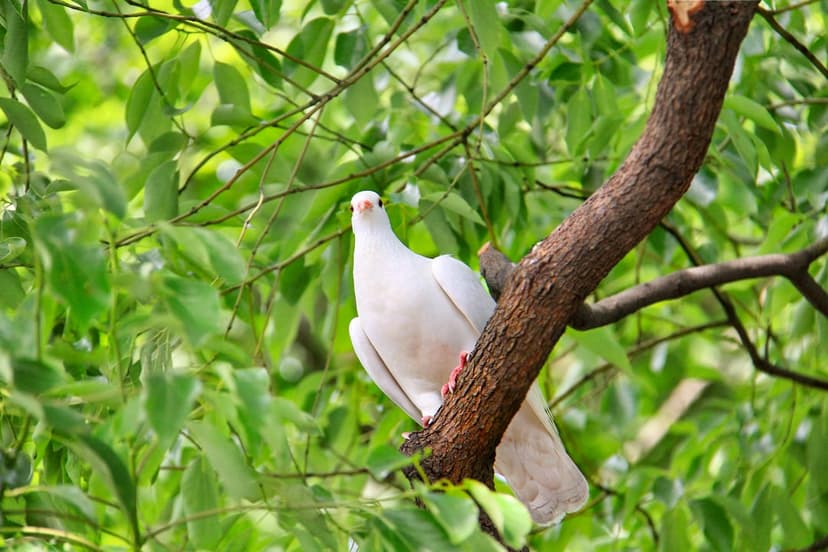 White dove with soft plumage rests on a textured tree branch surrounded by vibrant green leaves in daylight.